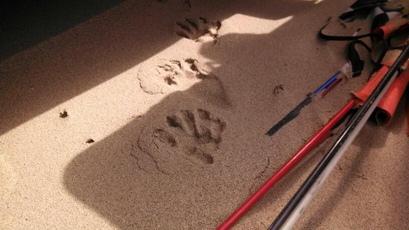 24 Racoon print friday morning.jpg