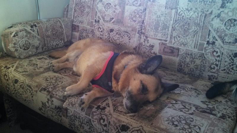29 Buster is tired.jpg