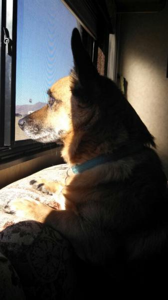 2 Buster is wondering what's outside.jpg