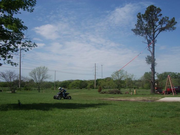 Resize of tree 87th -07 003.JPG