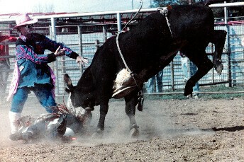 scan of Bull Flicks00501.jpg